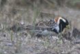 [Lapland Longspur]