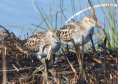 [Least Sandpiper]