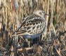 [Least Sandpiper]