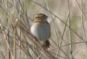 [LeConte's Sparrow]