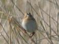 [LeConte's Sparrow]