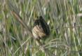 [LeConte's Sparrow]