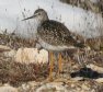 [Lesser Yellowlegs]
