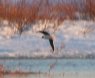 [Little Gull]