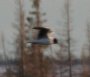 [Little Gull]