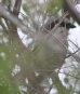 [Loggerhead Shrike]