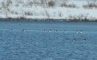 [Long-tailed Duck]
