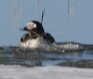 [Long-tailed Duck]