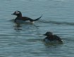 [Long-tailed Duck]