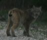 [Canadian Lynx]