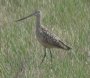 [Marbled Godwit]