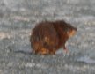 [muskrat]