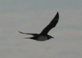[Parasitic Jaeger]