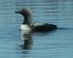 [Pacific Loon]