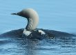 [Pacific Loon]