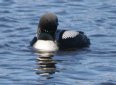 [Pacific Loon]