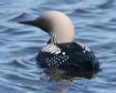 [Pacific Loon]