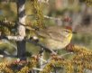 [Palm Warbler]