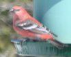 [Pine Grosbeak]