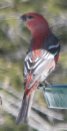 [Pine Grosbeak]