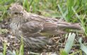[Pine Siskin]