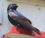 [Purple Martin]
