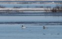 [Red-breasted Merganser]