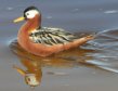 [Red Phalarope]