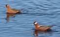 [Red Phalarope]