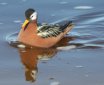 [Red Phalarope]