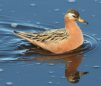 [Red Phalarope]