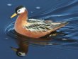 [Red Phalarope]