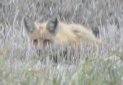 [Red Fox]