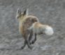 [Red Fox]