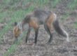 [Red Fox]