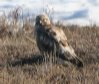 [Rough-legged Hawk]