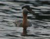 [Red-necked Grebe]