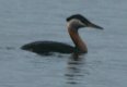 [Red-necked Grebe]