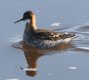 [Red-necked Phalarope]