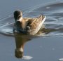 [Red-necked Phalarope]