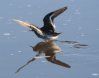 [Red-necked Phalarope]