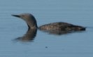 [Red-throated Loon]