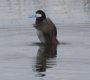[Ruddy Duck]