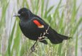 [Red-winged Blackbird]
