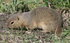 [Richardson's Ground Squirrel]