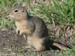 [Richardson's Ground Squirrel]
