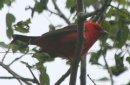 [Scarlet Tanager]