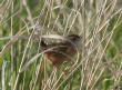 [Sedge Wren]