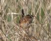 [Sedge Wren]