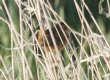 [Sedge Wren]